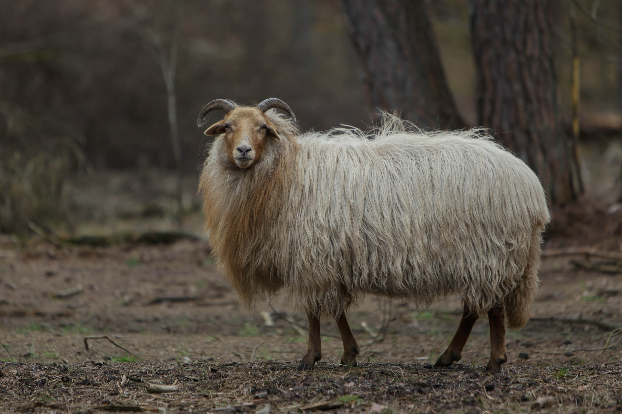 Canon EOS 6D + Canon EF 70-200mm F2.8L IS USM sample photo. Moorland sheep (ovis aries) photography