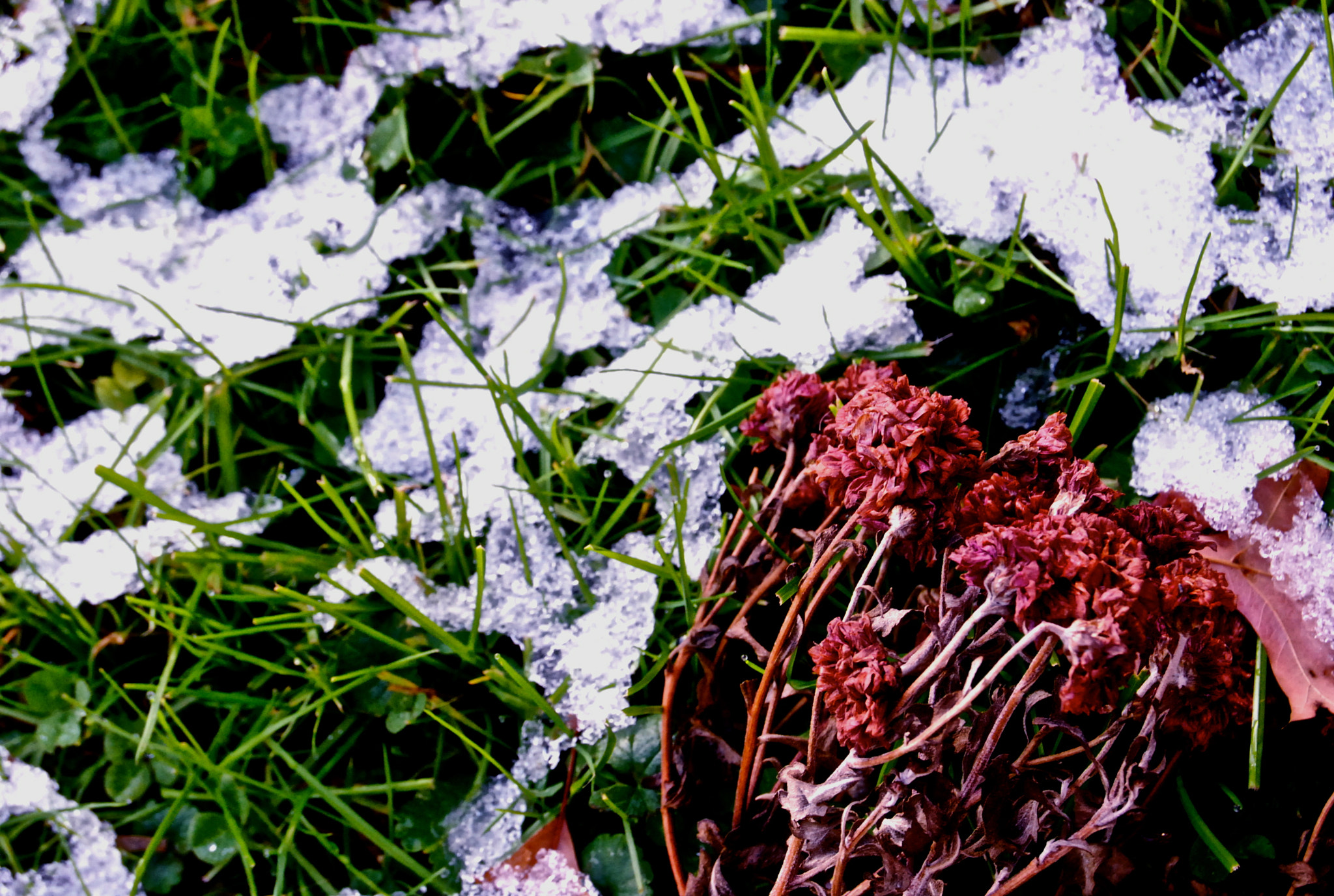 Nikon D40X sample photo. Red dead flowers photography