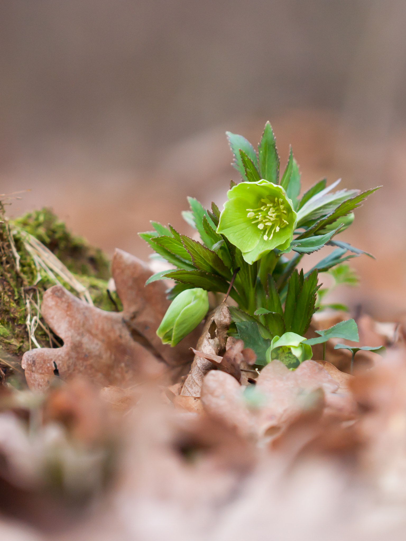 Canon EOS 40D + Canon EF 100mm F2.8L Macro IS USM sample photo. Hunyor photography