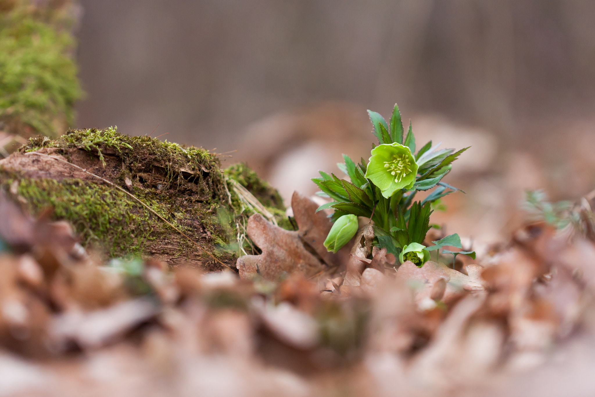 Canon EOS 40D + Canon EF 100mm F2.8L Macro IS USM sample photo. Hunyor photography