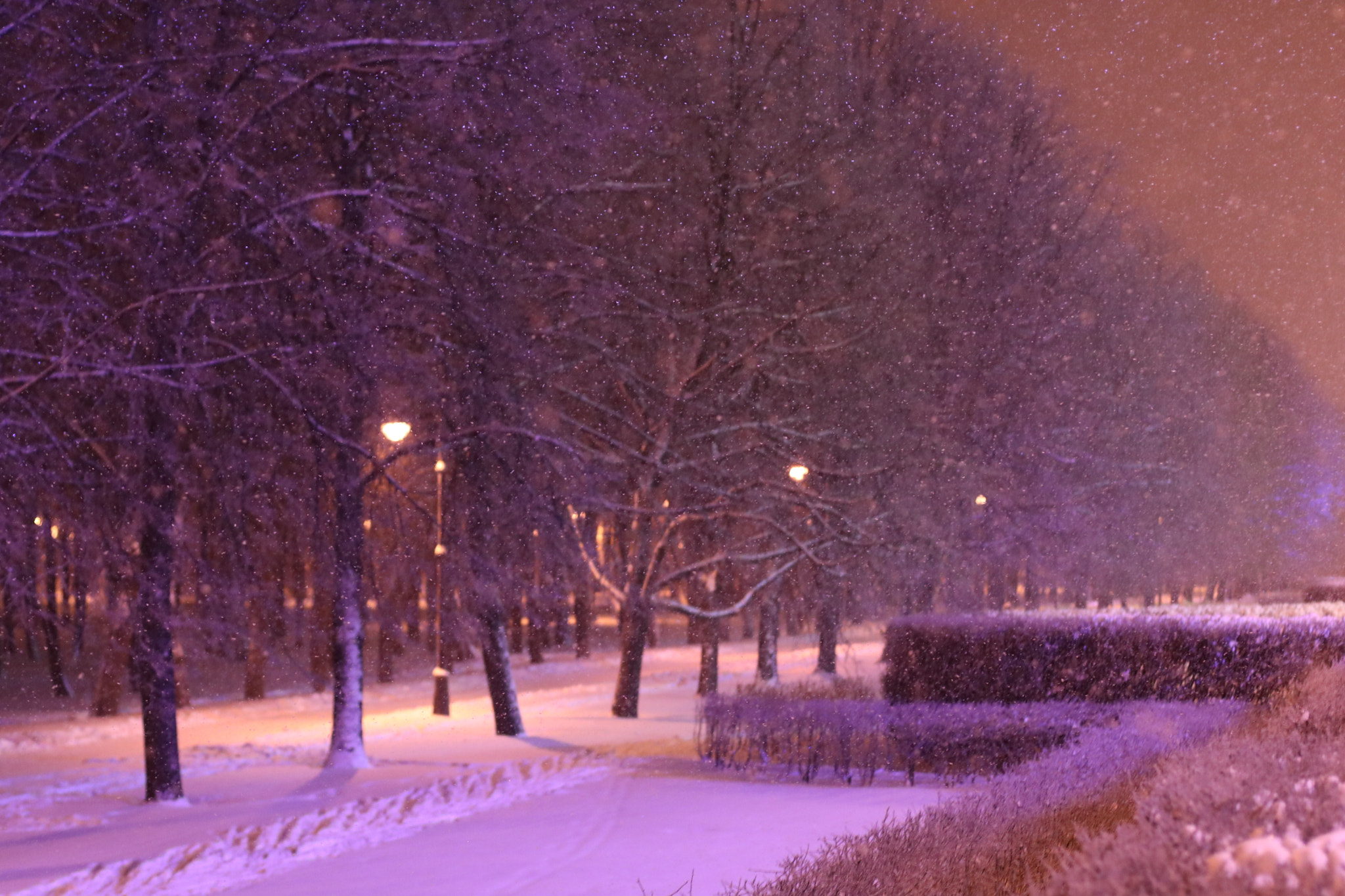 Canon EOS 760D (EOS Rebel T6s / EOS 8000D) + Canon EF 50mm F1.4 USM sample photo. Evening snowfall photography