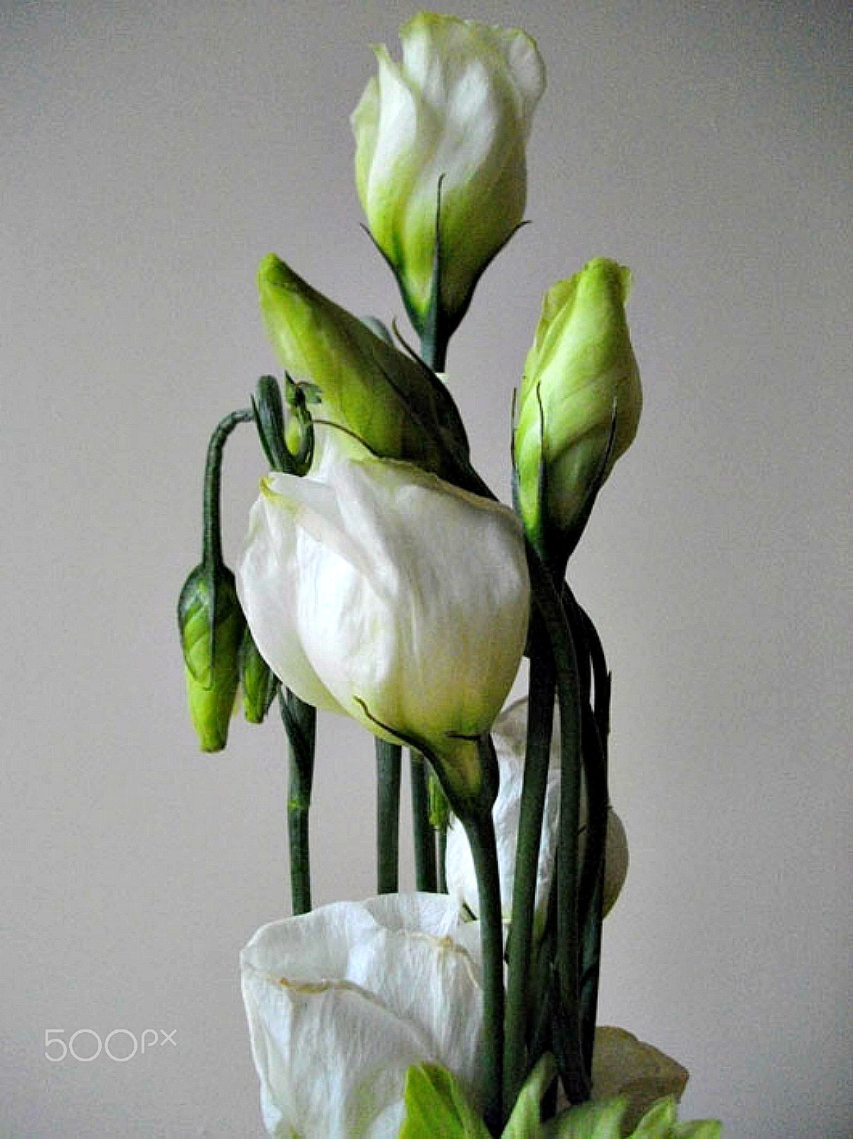 Pentax Optio E60 sample photo. Unfolding petals and buds photography