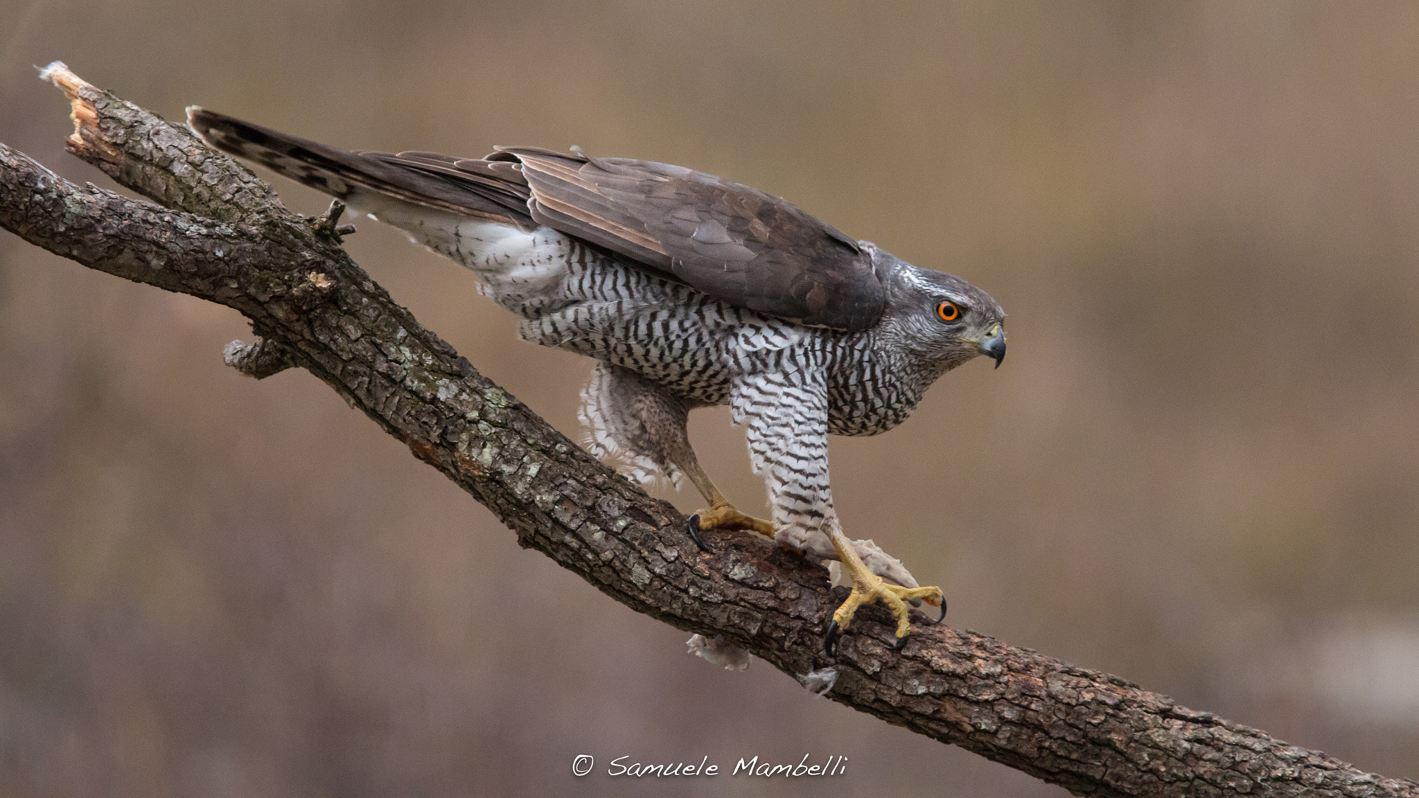 Canon EF 300mm F2.8L IS USM sample photo. Astore in agguato photography