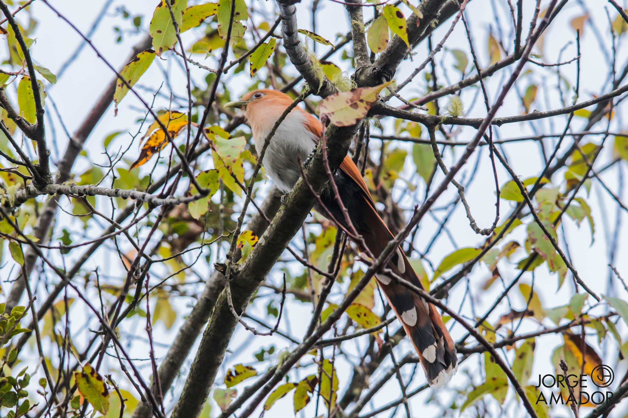 Sigma 150-500mm F5-6.3 DG OS HSM sample photo. Piaya bird photography