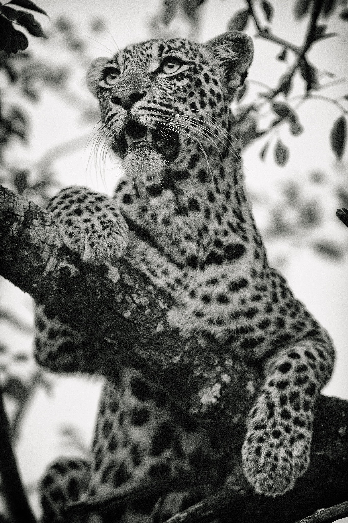 Canon EF 300mm f/2.8L sample photo. Leopard photography