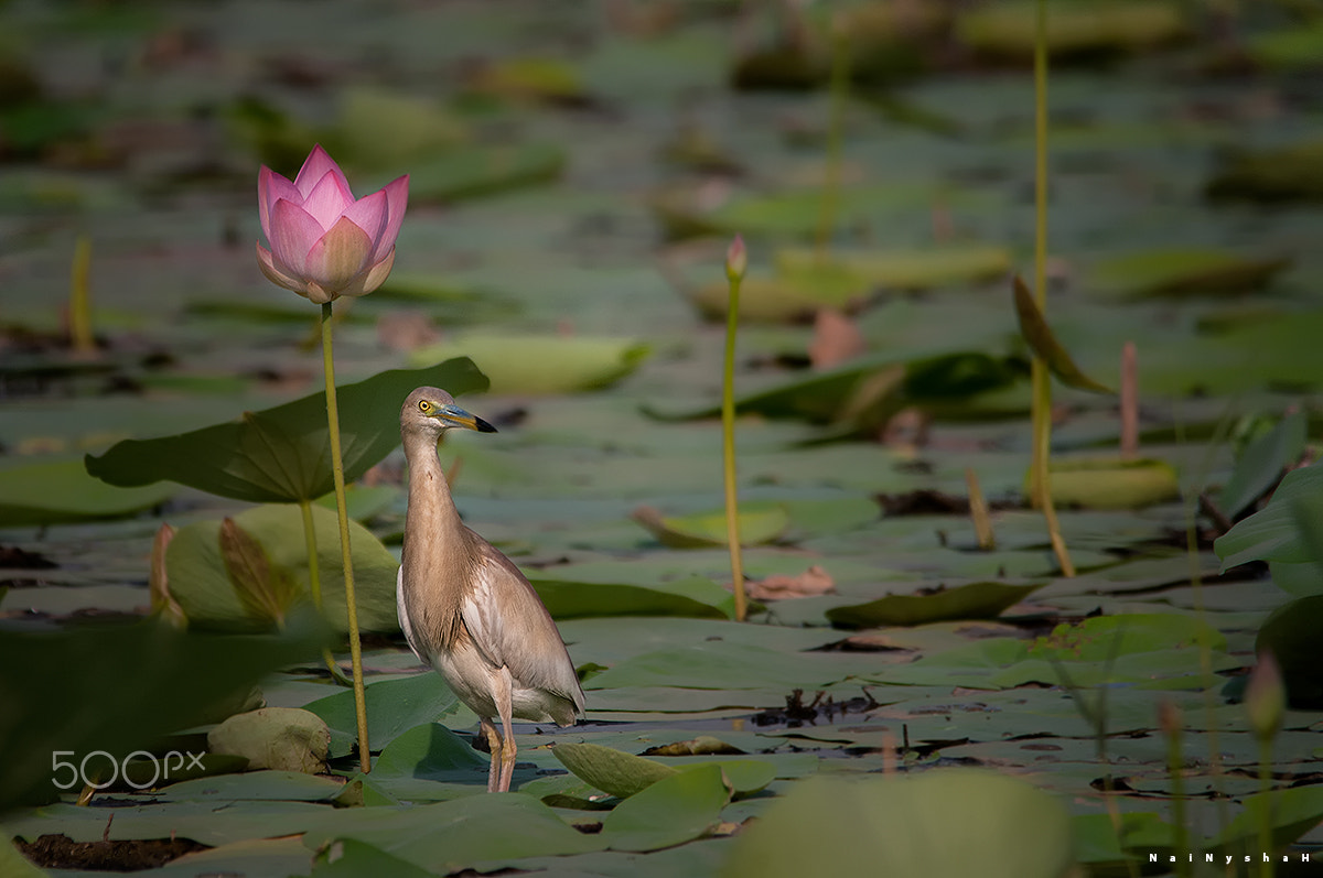 Sigma 150-500mm F5-6.3 DG OS HSM sample photo. Pond heron photography