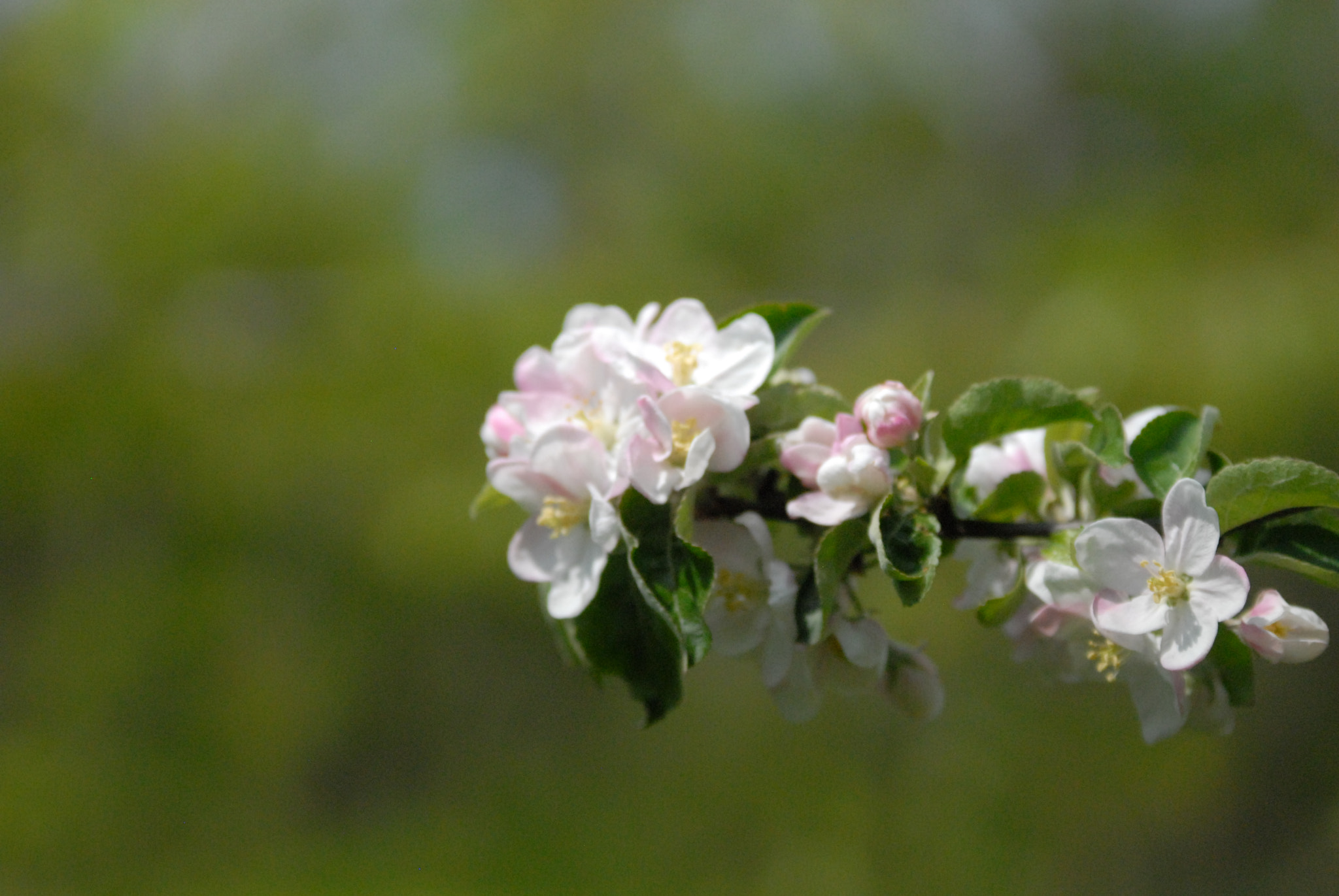 Sigma 70-200mm F2.8 EX DG OS HSM sample photo. Weiße kirschblüte photography