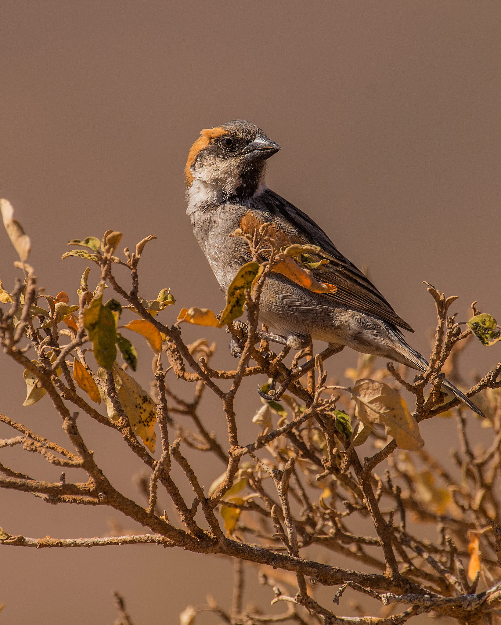 Nikon D4S + Nikon AF-S Nikkor 500mm F4G ED VR sample photo. I'm not a house sparrow! photography