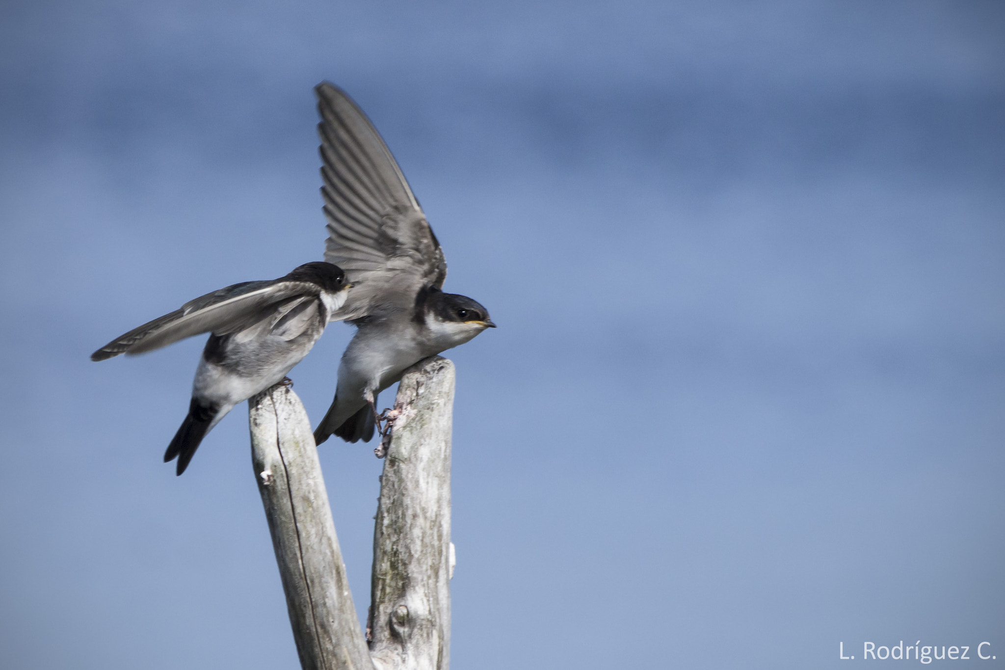 smc PENTAX-DA L 55-300mm F4-5.8 ED sample photo. Chilean swallow - golondrina chilena photography