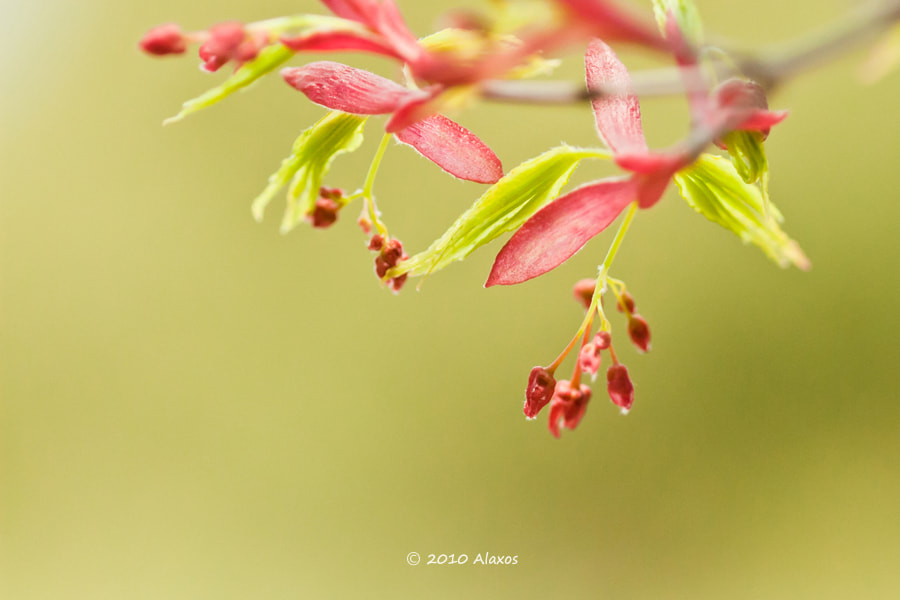 Canon EOS 30D sample photo. Drop photography