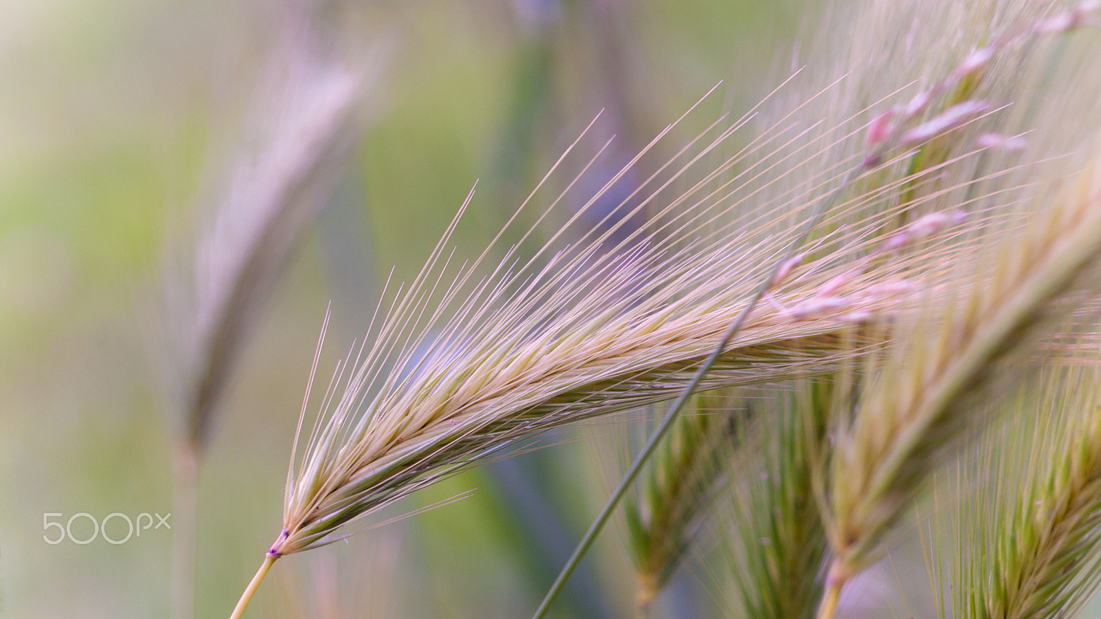 Olympus Zuiko Digital ED 40-150mm F4.0-5.6 sample photo. In the field photography