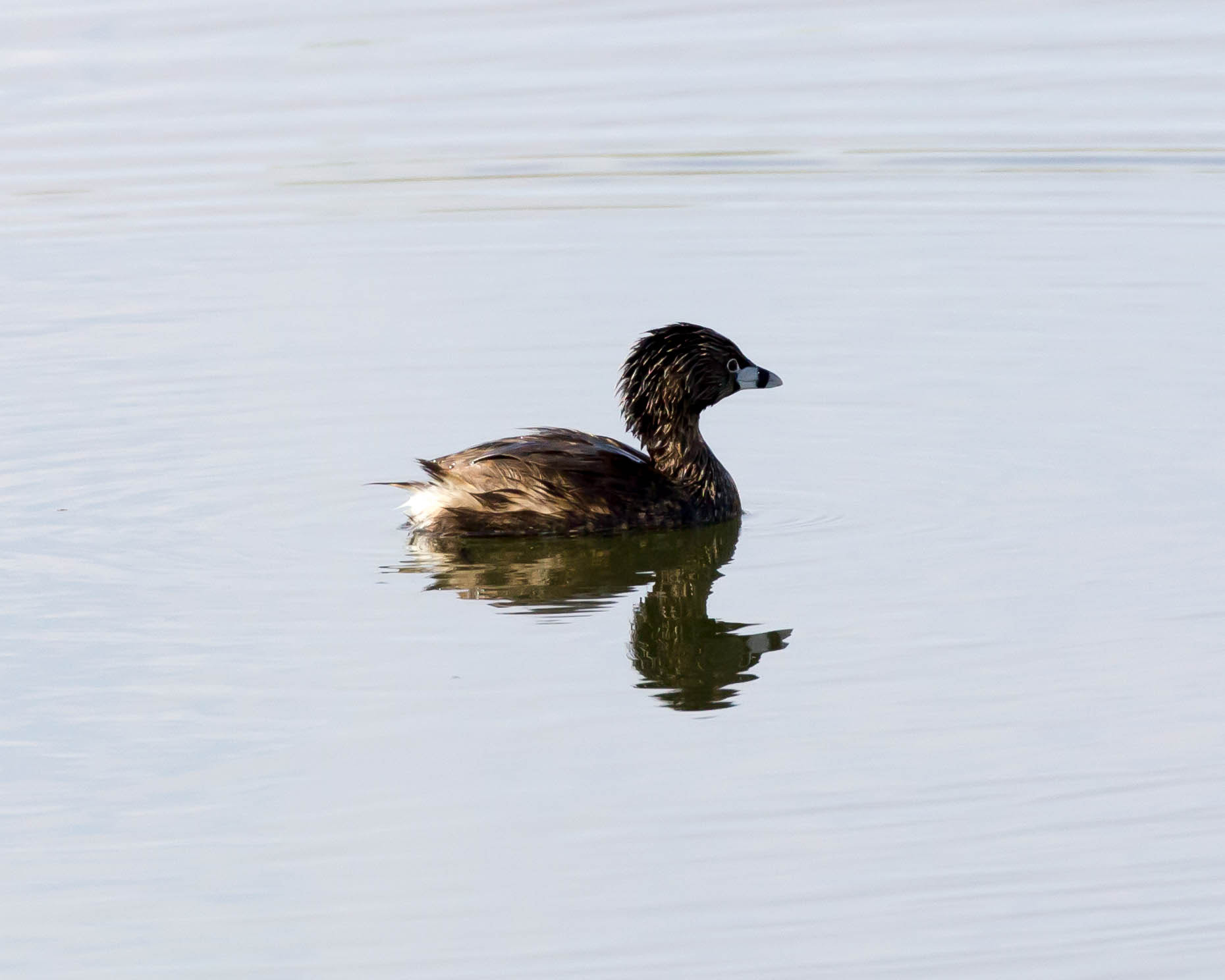 Canon EF 70-300mm F4-5.6L IS USM sample photo. Pied-billed grebe photography