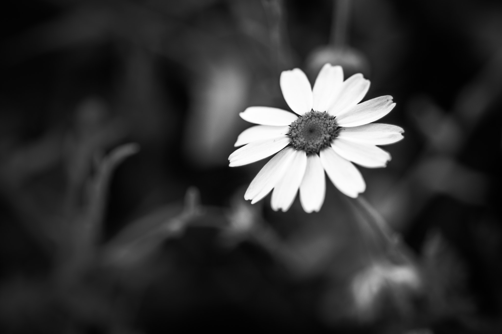 Tamron SP AF 90mm F2.8 Di Macro sample photo. B/n - b/w photography