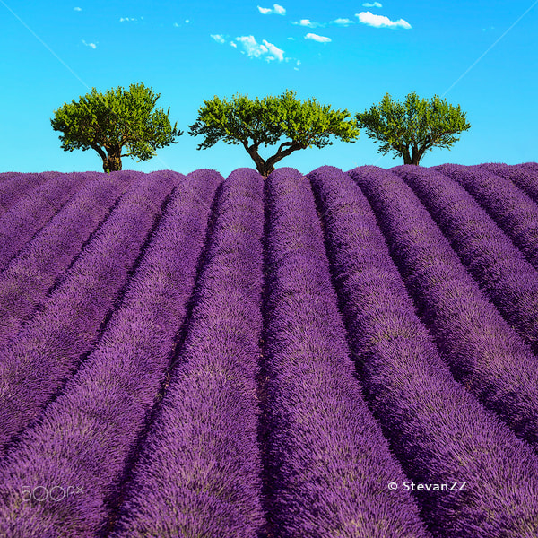 Canon EOS 5DS R + Canon EF 70-200mm F4L IS USM sample photo. Lavender and trees uphill. provence, france photography