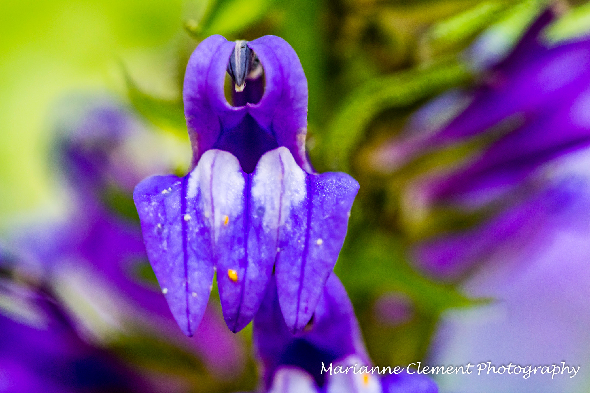Canon EF-S 60mm F2.8 Macro USM sample photo. Blue lobelia photography