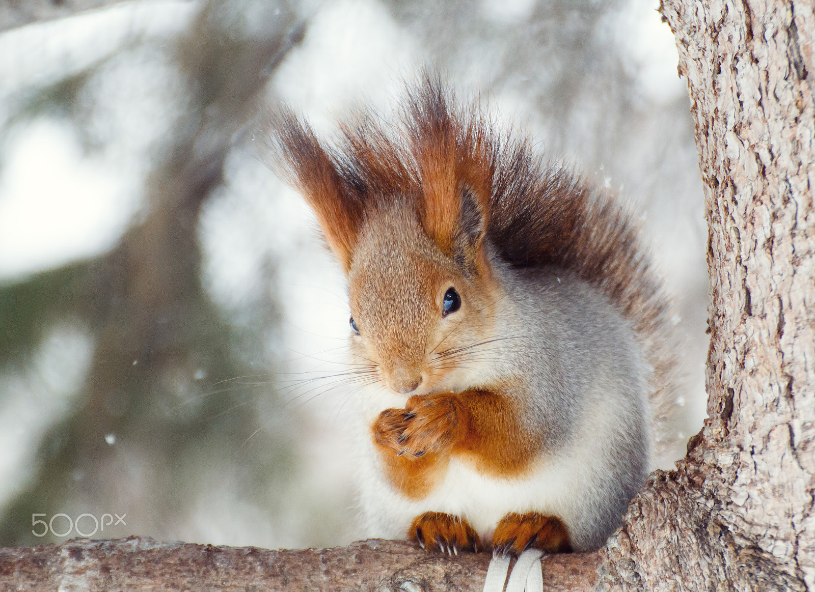 Tamron SP 35mm F1.8 Di VC USD sample photo. Squirrel photography