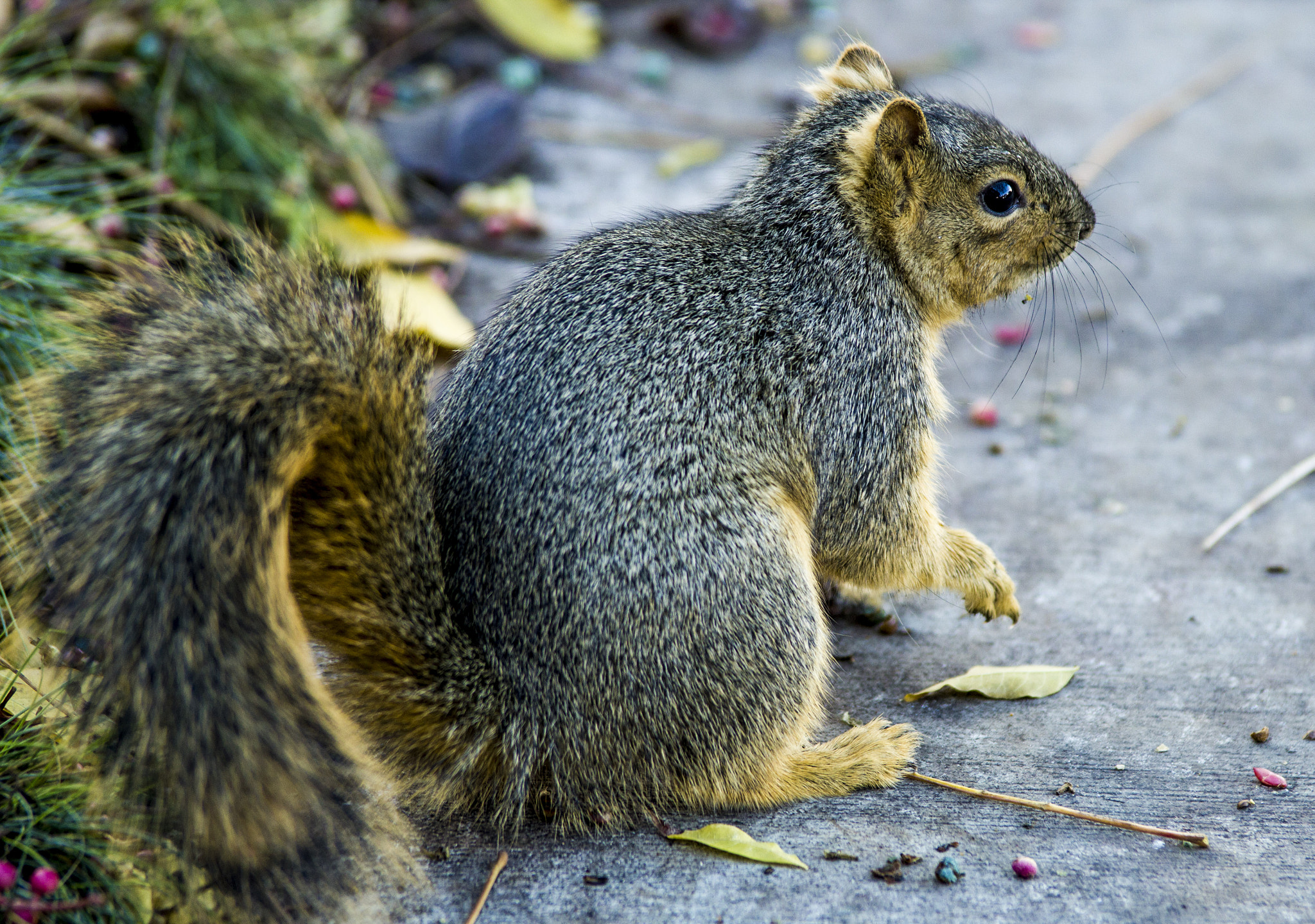 Tamron SP AF 70-200mm F2.8 Di LD (IF) MACRO sample photo. Squirell photography