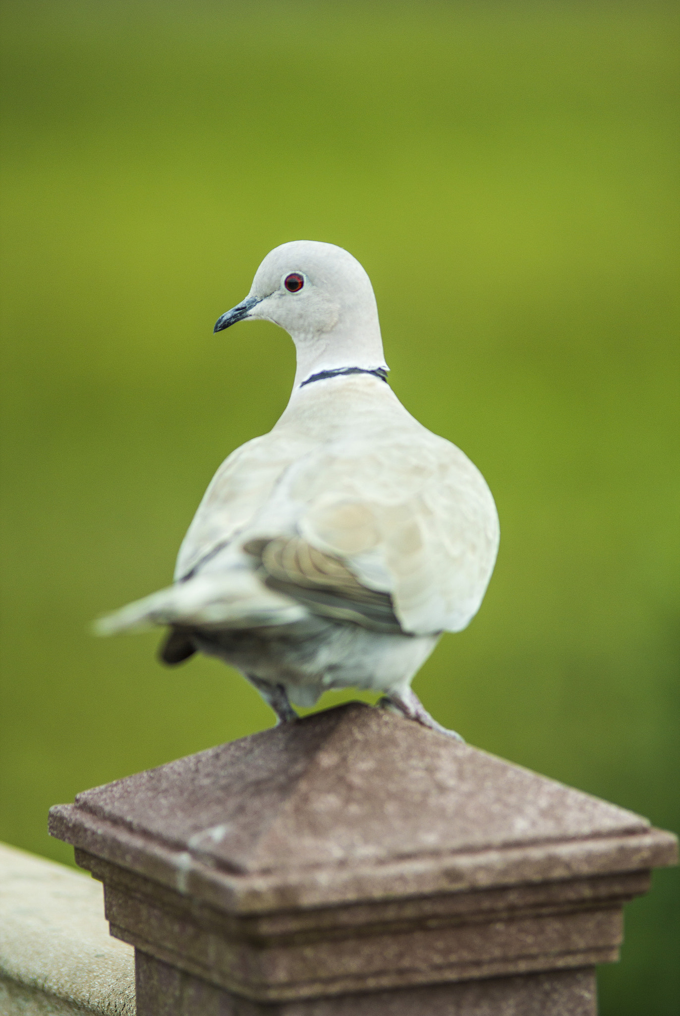 Tamron SP AF 70-200mm F2.8 Di LD (IF) MACRO sample photo. White dove photography