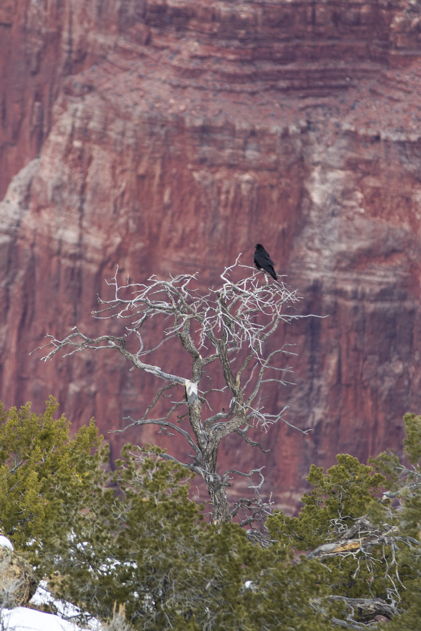 Tamron SP AF 70-200mm F2.8 Di LD (IF) MACRO sample photo. The crow photography