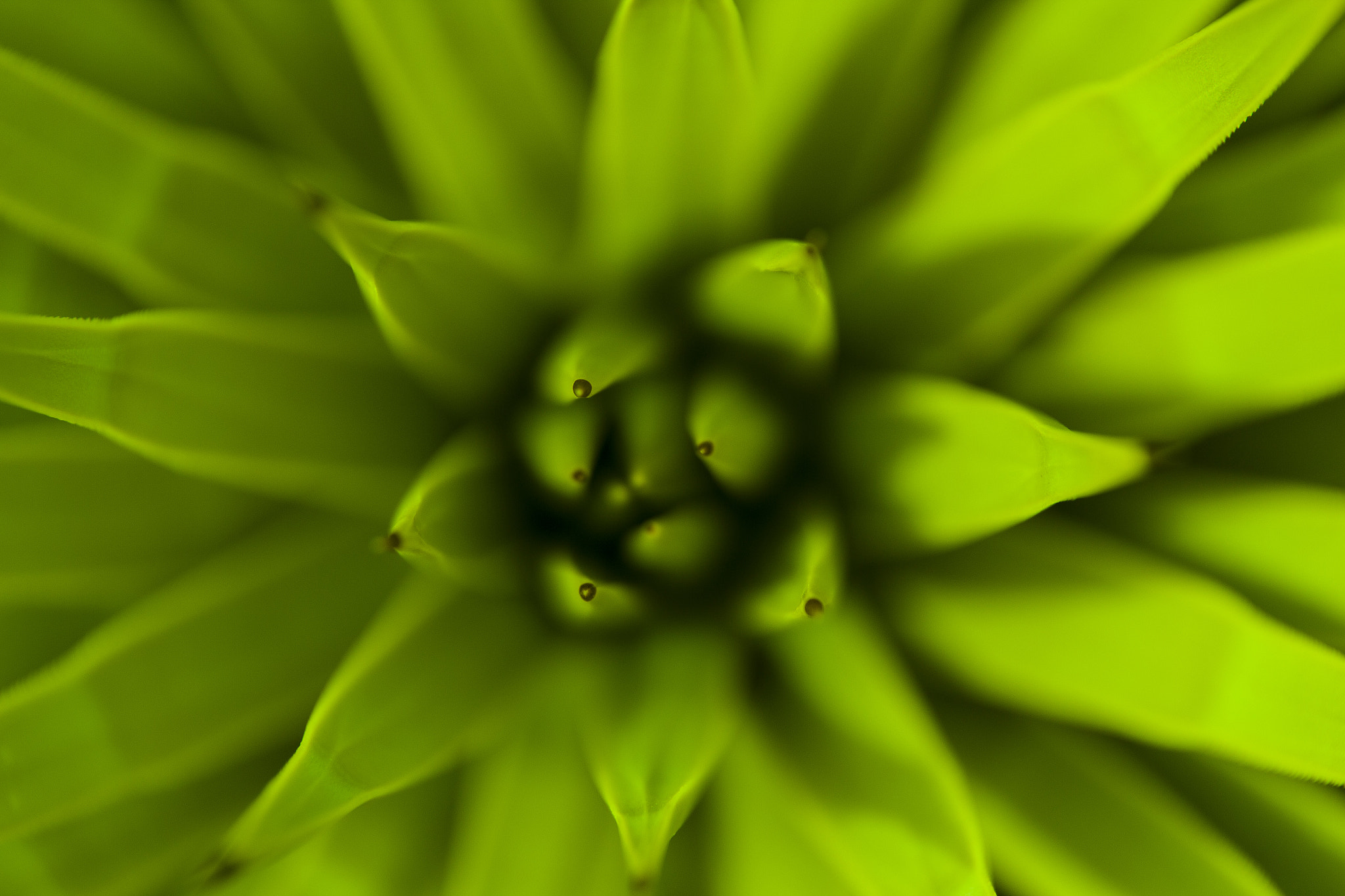 Tamron SP AF 70-200mm F2.8 Di LD (IF) MACRO sample photo. Up close photography