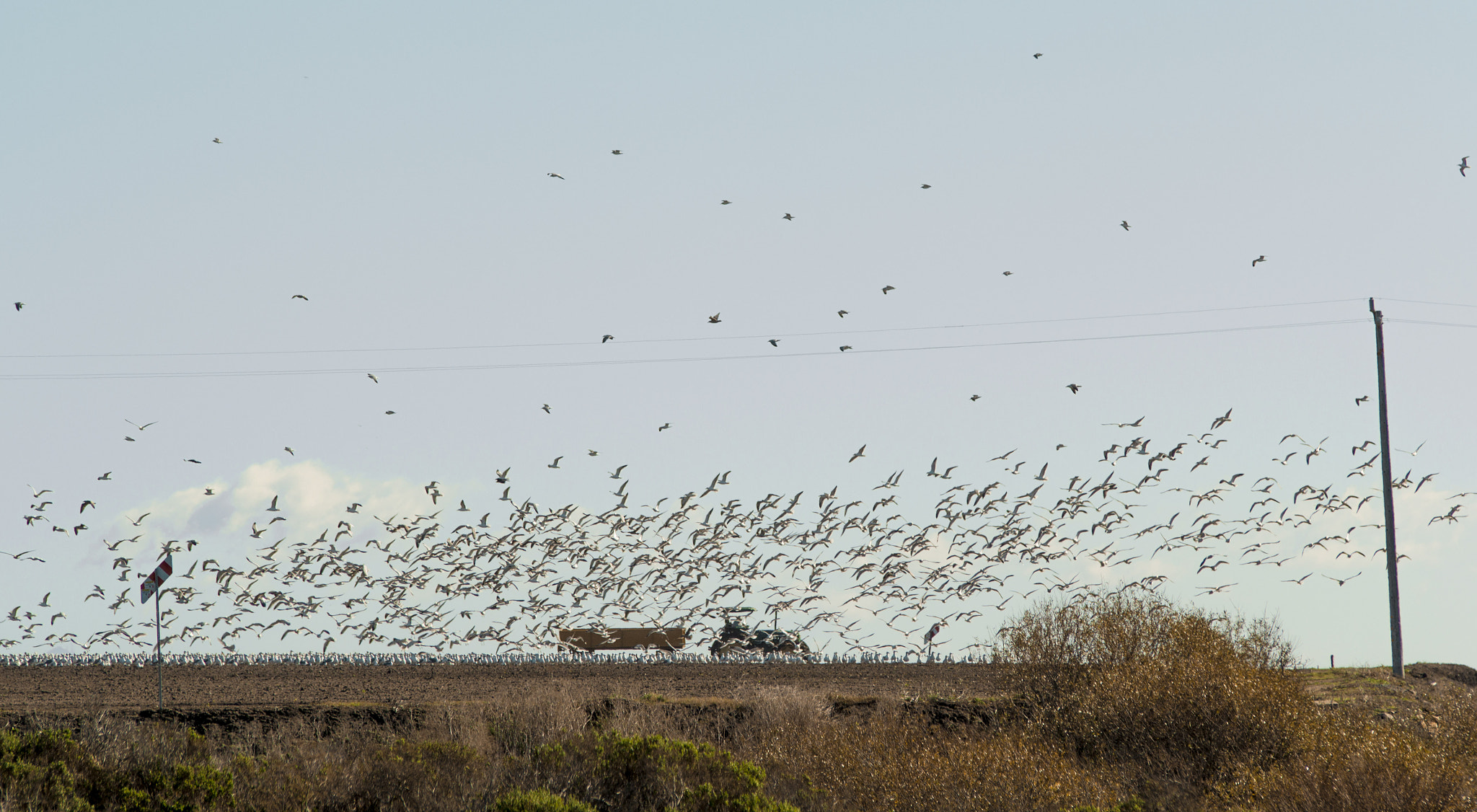 Tamron SP AF 70-200mm F2.8 Di LD (IF) MACRO sample photo. The birds photography