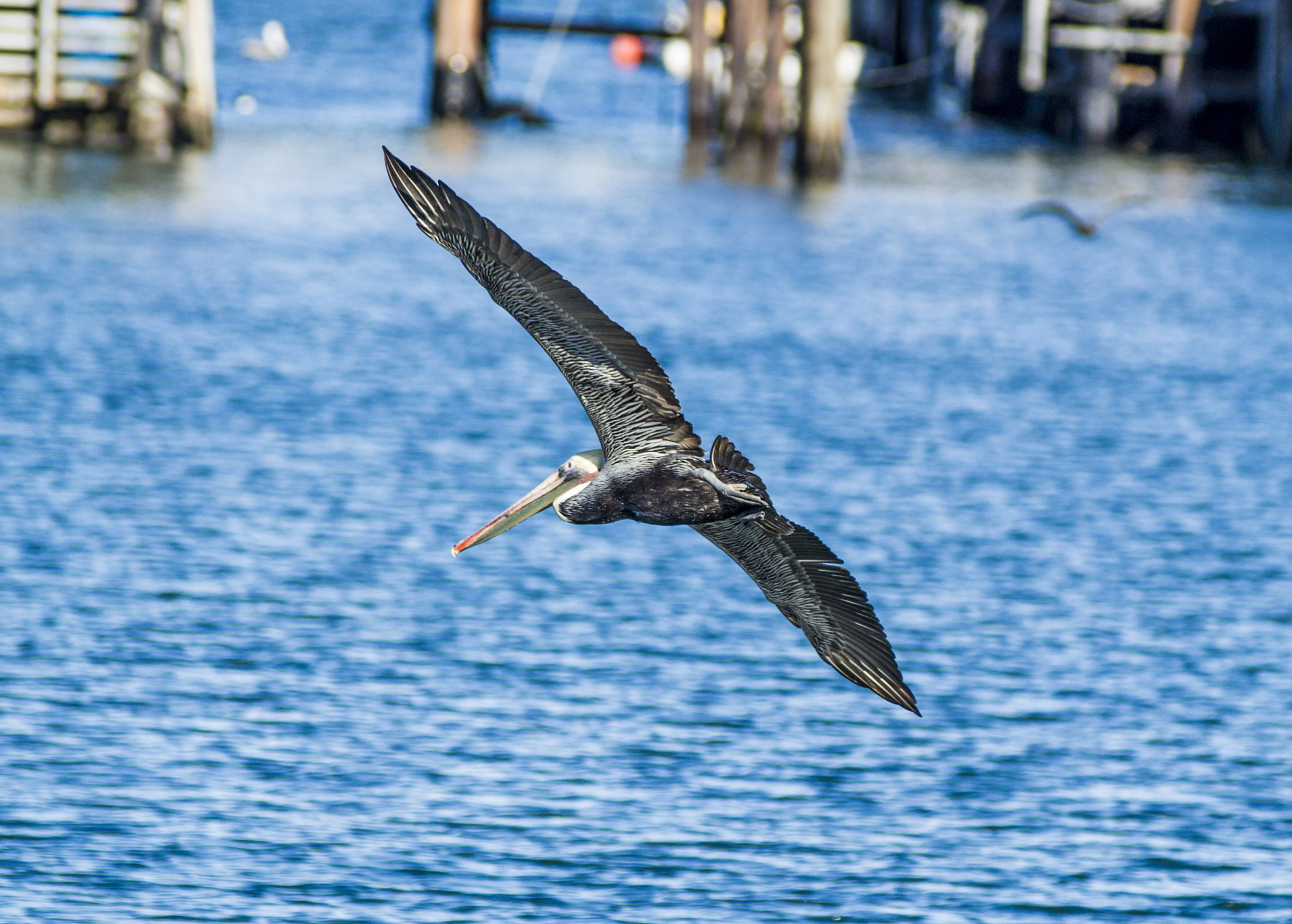 Tamron SP AF 70-200mm F2.8 Di LD (IF) MACRO sample photo. Pelican photography