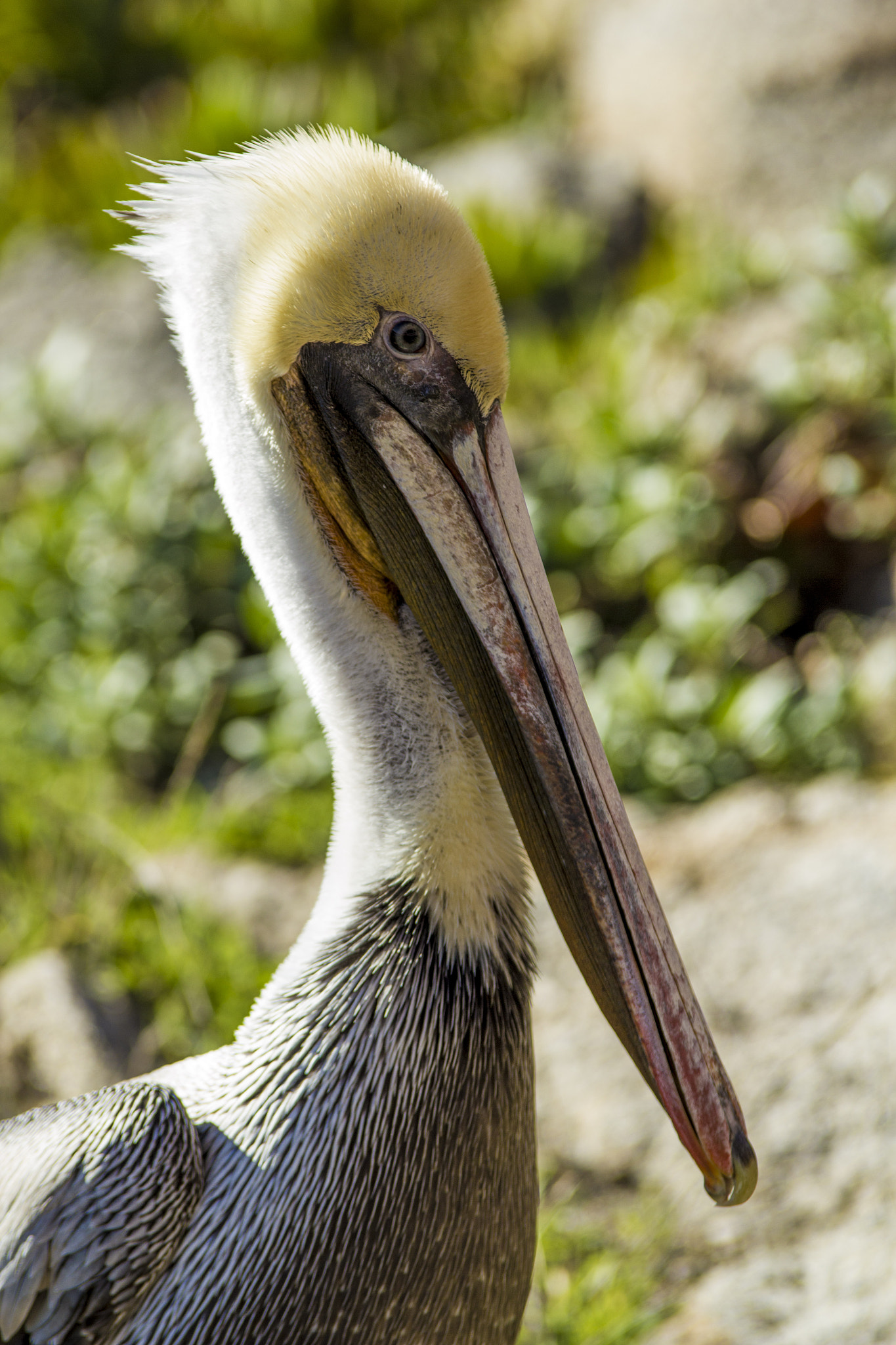 Tamron SP AF 70-200mm F2.8 Di LD (IF) MACRO sample photo. Pelican 2 photography