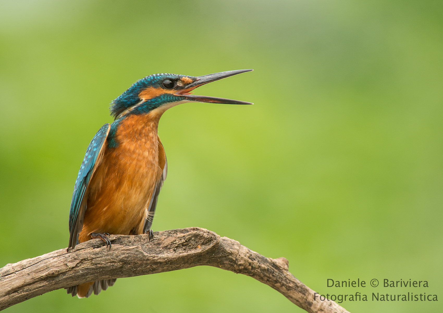 Nikon AF-S Nikkor 200-400mm F4G ED-IF VR sample photo. King fisher photography