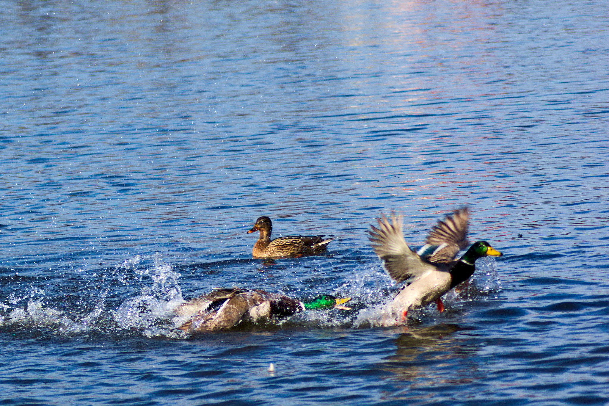 Pentax K10D sample photo. Pursuit photography