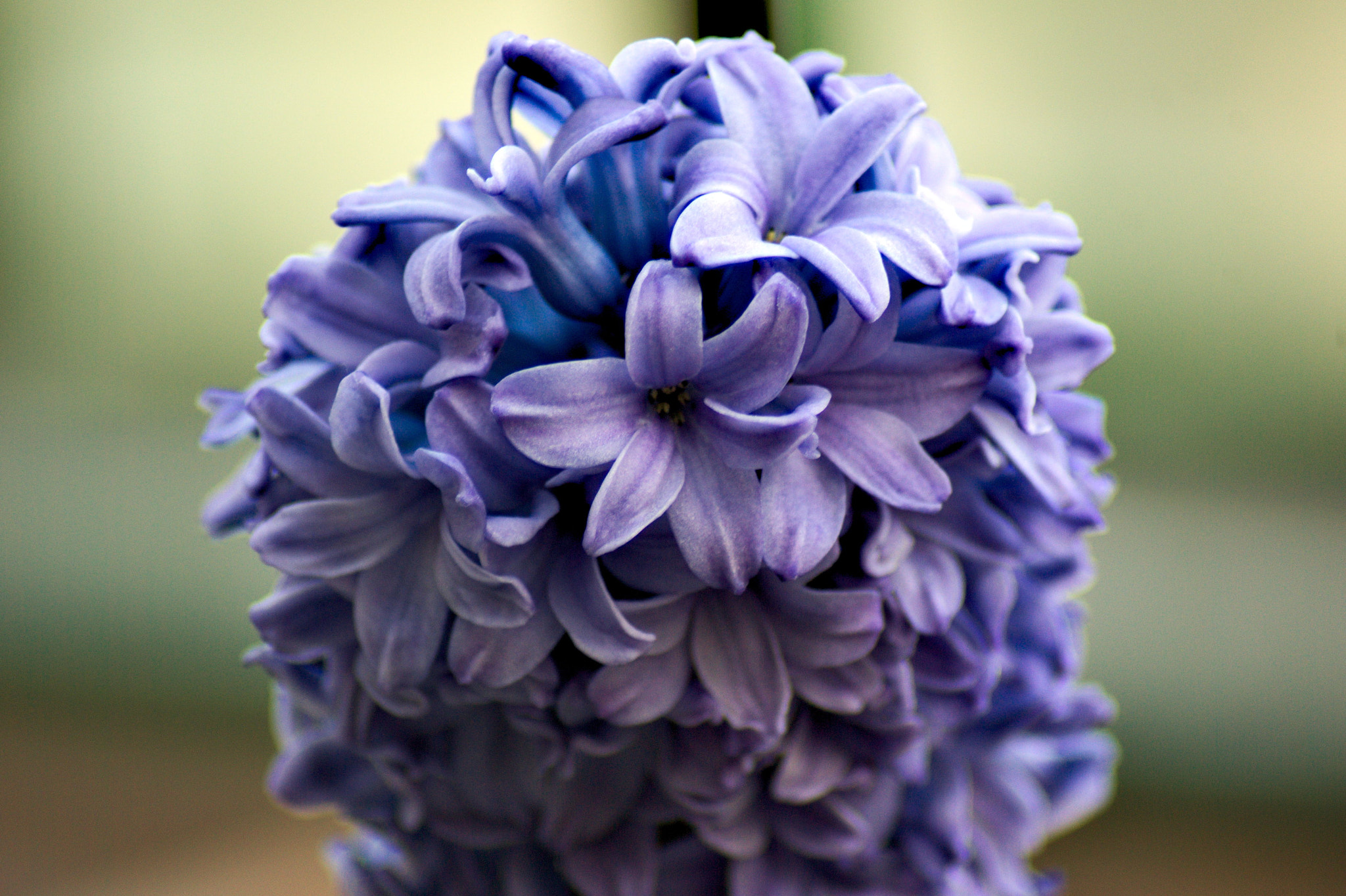 Pentax K10D sample photo. Hyacinth photography