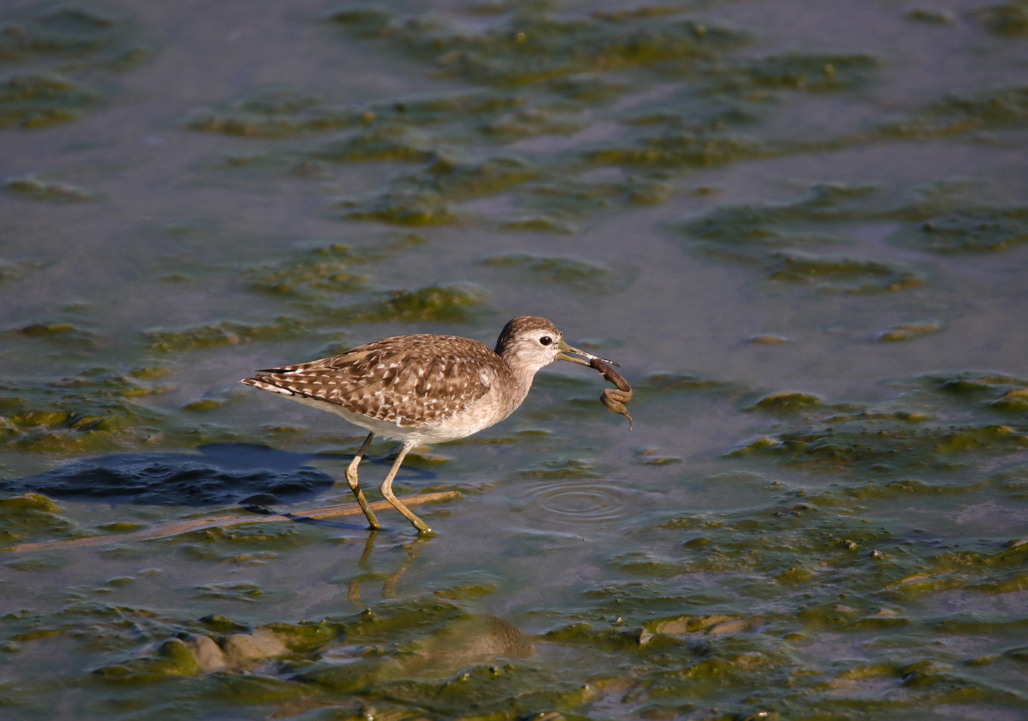 Tamron SP 150-600mm F5-6.3 Di VC USD sample photo. Catch photography