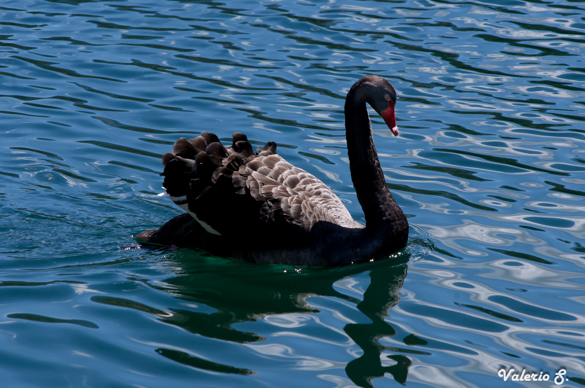 smc PENTAX-FA 80-320mm F4.5-5.6 sample photo. Black swan in the lake photography