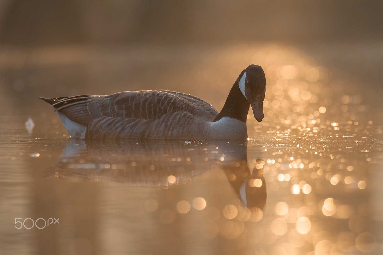 Sigma 120-300mm F2.8 EX DG HSM sample photo. In the morning light photography