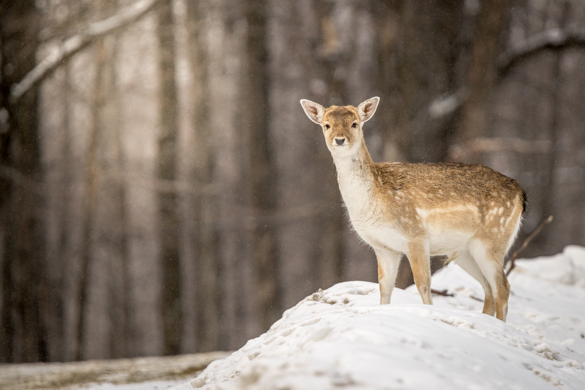 Sony a7R + Tamron SP 150-600mm F5-6.3 Di VC USD sample photo. Wildlife photography