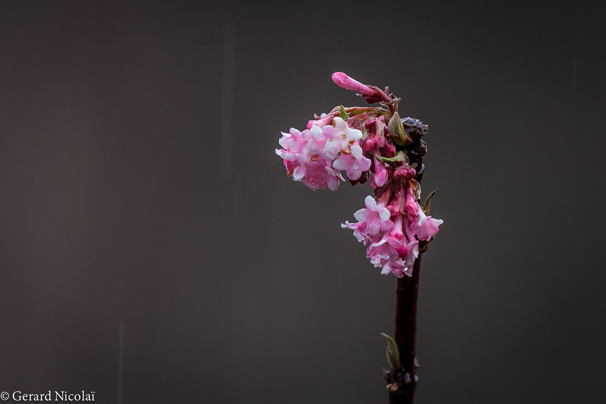 Canon EF 300mm F2.8L IS USM sample photo. Just flowers in the rain photography
