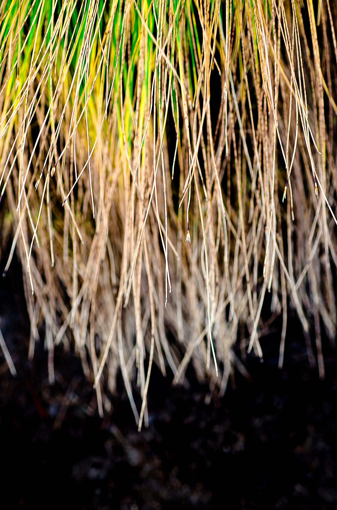 Nikon D7000 + AF Micro-Nikkor 60mm f/2.8 sample photo. Abstract grass photography