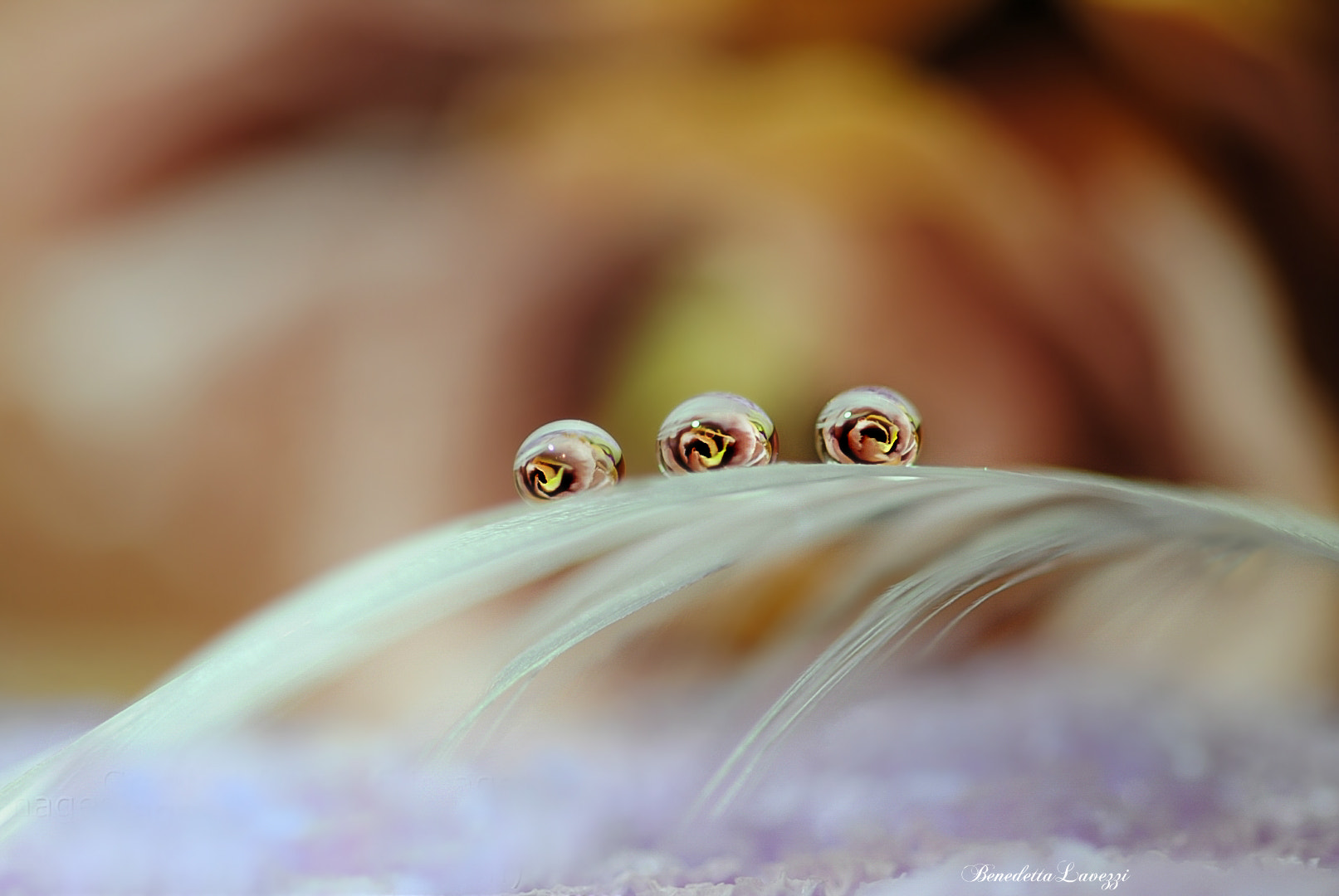 Sigma 105mm F2.8 EX DG OS HSM sample photo. Fly photography
