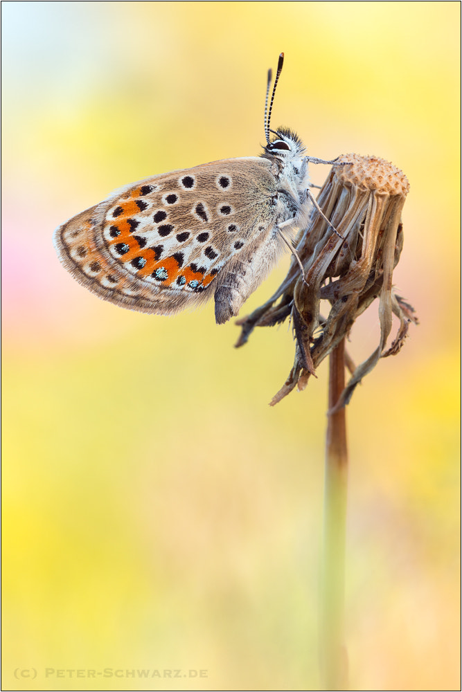 Sigma 150mm f/2.8 EX DG OS HSM APO Macro sample photo. Plebejus argus photography