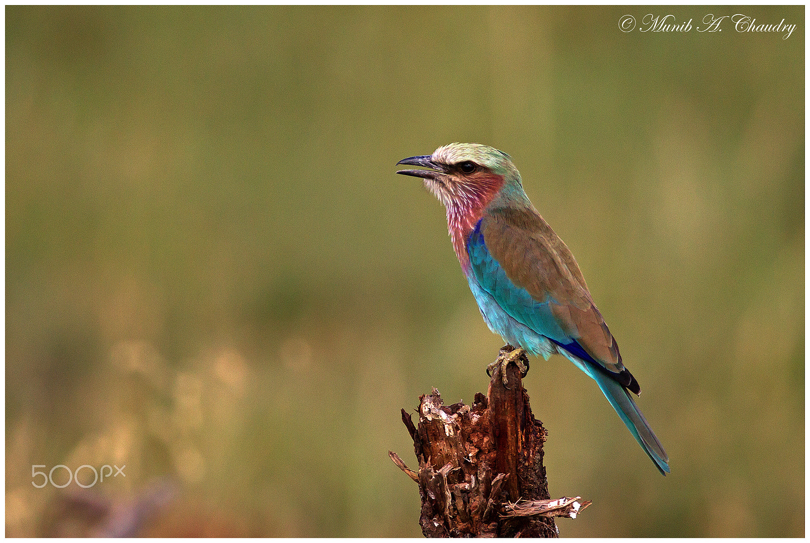 Canon EF 200-400mm F4L IS USM Extender 1.4x sample photo. 50 shades of lilac! photography