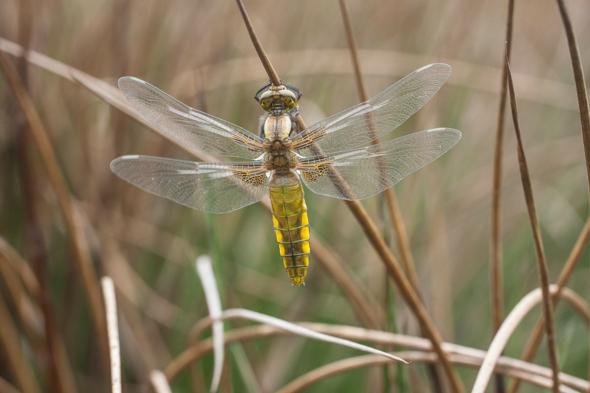 Canon EOS 40D + Canon EF 100mm F2.8L Macro IS USM sample photo. Dragonfly photography