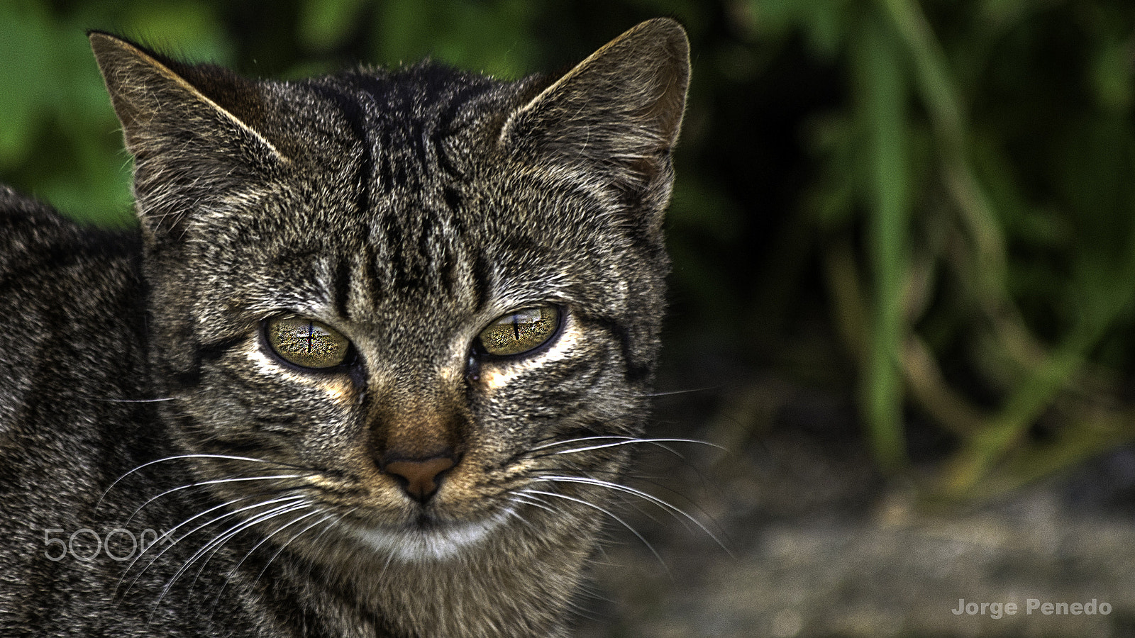 Sony Alpha DSLR-A390 + Minolta AF 100-300mm F4.5-5.6 APO [New] sample photo. Cat. the cat it's my name photography