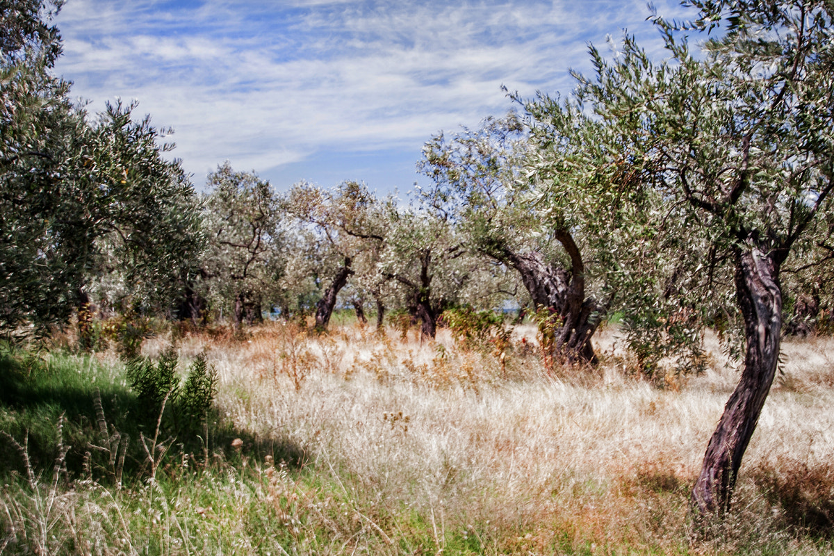 Sigma 10-20mm F3.5 EX DC HSM sample photo. Breezes in the forest with olive trees photography