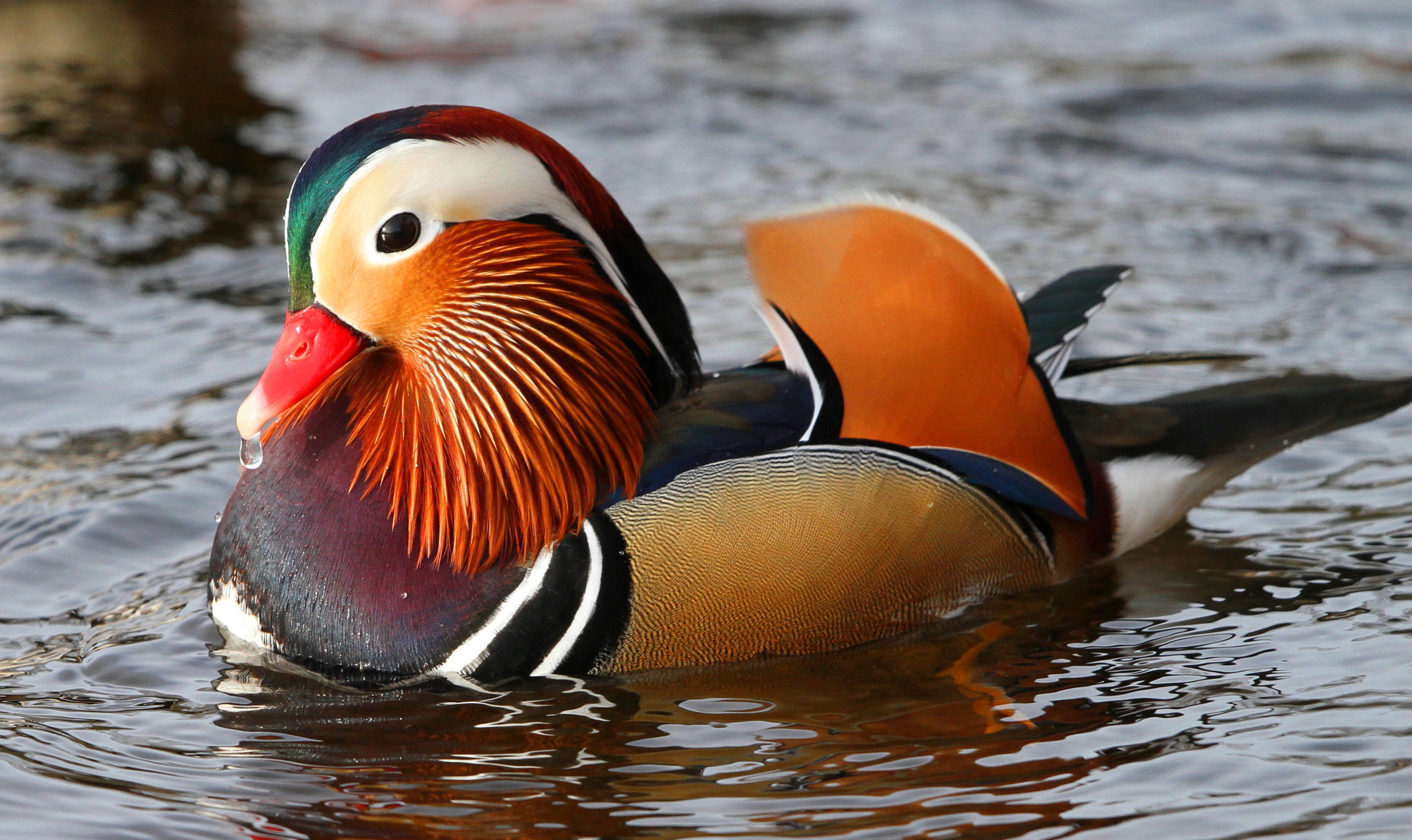 Canon EF 500mm F4L IS II USM sample photo. Mandarin duck 3 photography