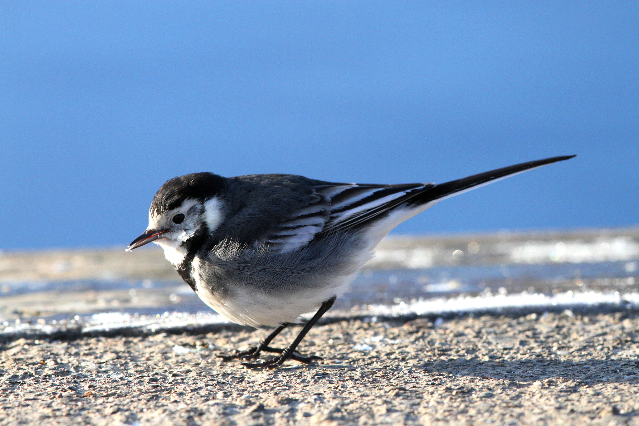 Canon EF 500mm F4L IS II USM sample photo. Pied wagtail photography