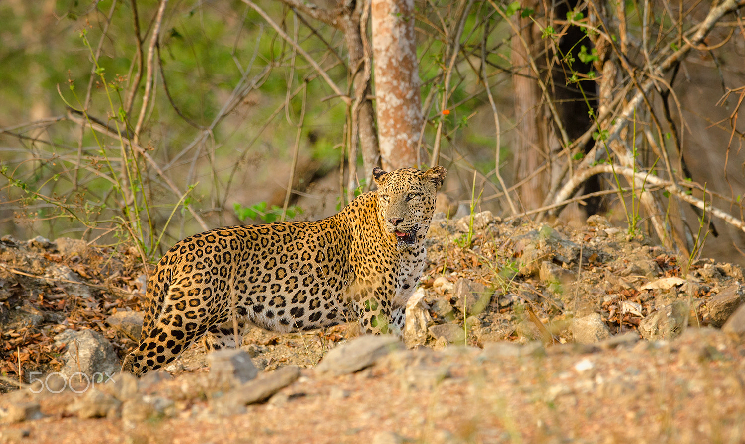 Nikon D7000 + Nikon AF-S Nikkor 500mm F4G ED VR sample photo. Leopard kabini photography