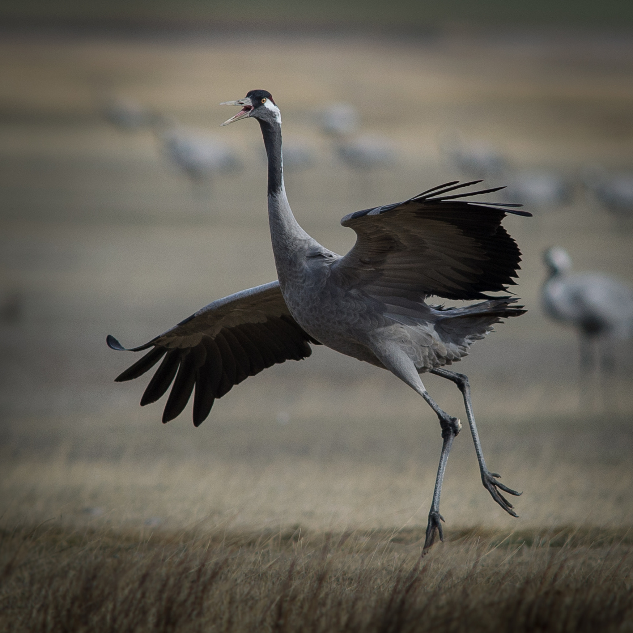 Nikon AF-S Nikkor 300mm F2.8G ED VR II sample photo. Grulla común, grus grus photography