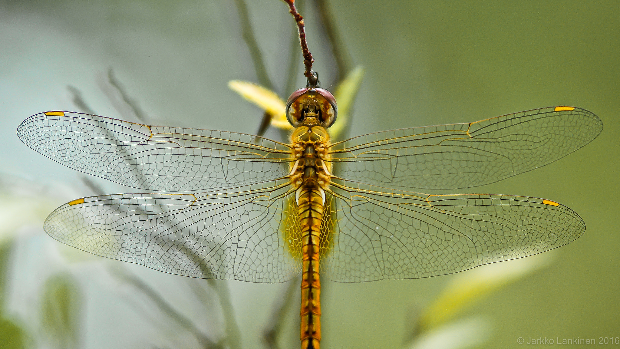 Tamron SP AF 70-200mm F2.8 Di LD (IF) MACRO sample photo. Transparent photography