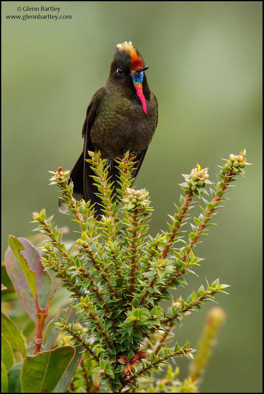 Canon EF 600mm F4L IS II USM sample photo. Rainbow-bearded thornbill (chalcostigma herrani) photography