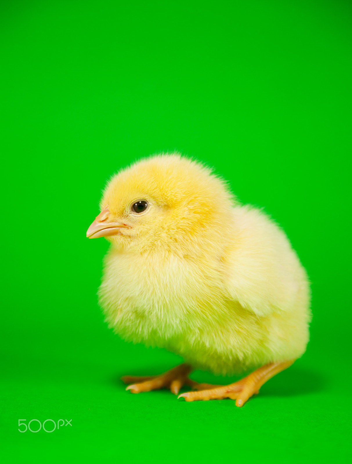 Canon EF 28-90mm f/4-5.6 sample photo. Newborn yellow chicken photography