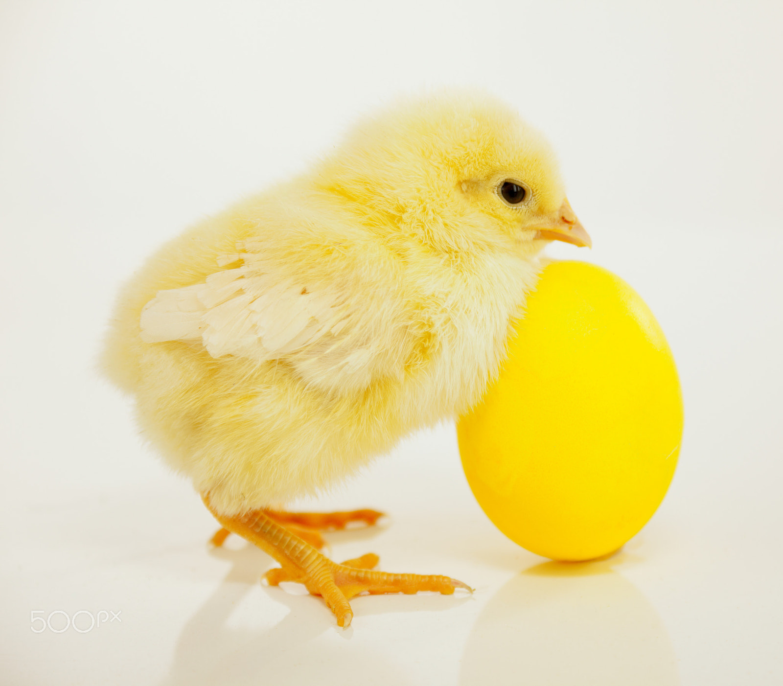 Canon EF 28-90mm f/4-5.6 sample photo. Newborn chicken with yellow egg photography
